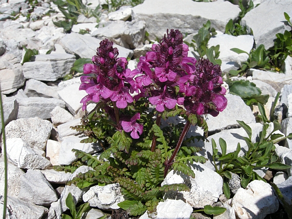 Pedicularis verticillata